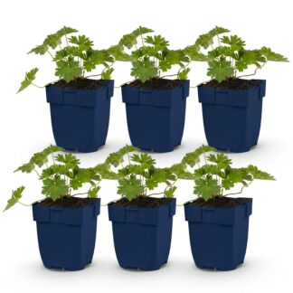 Green boutiQ - Plante vivace - Géranium 'Rozanne' - Géranium - Couvrant de sol - Bleu - 6 Plantes - Pot 11cm - Hauteur 15-25cm