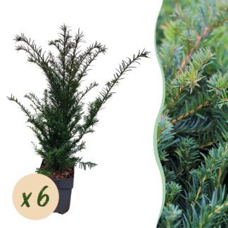 1x 6 pack Ilex crenata 'Jenny' - 6 x Vaso 7 cm - Altezza 15 cm