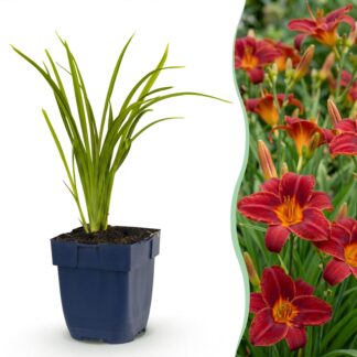 Green boutiQ - Plante vivace - Hémérocalle Autumn Red - Hémérocalle - Attire les abeilles et les papillons - Rouge - 6 Plantes - Pot 11cm - Hauteur 15-25cm