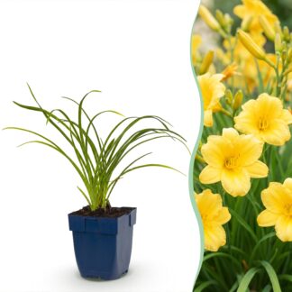 Green boutiQ - Plante vivace - Hemerocallis Stella d'Oro - Lis d'un jour - Attire les abeilles et les papillons - Jaune - 6 Plantes - Pot 11cm - Hauteur 15-25cm