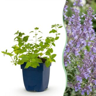 Green boutiQ - Plante vivace - Nepeta faassenii Walker's Low - Herbe à chat - Attire les abeilles et les papillons - Bleu - 6 Plantes - Pot 11cm - Hauteur 15-25cm