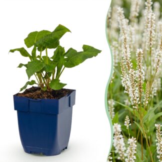 Green boutiQ - Plante vivace - Persicaria ampl. Alba - Renouée - Ombre - Blanc - 6 Plantes - Pot 11 cm - Hauteur 15-25 cm