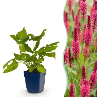 Green boutiQ - Plante vivace - Persicaria amplexicaulis - Renouée - Attire les abeilles et les papillons - Rouge - 6 Plantes - Pot 11cm - Hauteur 15-25cm