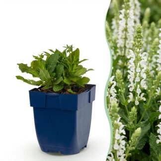Green boutiQ - Plante vivace - Salvia nem. Schneehügel - Sauge - Attire abeilles et papillons - Blanc - 6 Plantes - Pot 11cm - Hauteur 15-25cm