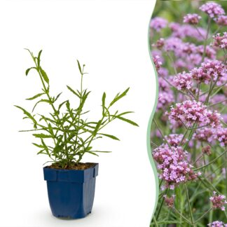 Green boutiQ - Plante vivace - Verbena bonariensis Lollipop - Verveine de Buenos Aires - Attire les abeilles et les papillons - Violet - 6 Plantes - Pot 11cm - Hauteur 15-25cm