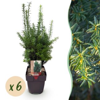 1x 6 pack Ilex crenata 'Jenny' - 6 x Vaso 7 cm - Altezza 15 cm