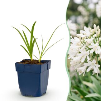 Green boutiQ - Plante vivace - Agapanthus africanus Albus - Lys africain - Attracteurs d'abeilles et de papillons - Blanc - 12 Plantes - Pot 11cm - Hauteur 15-25cm