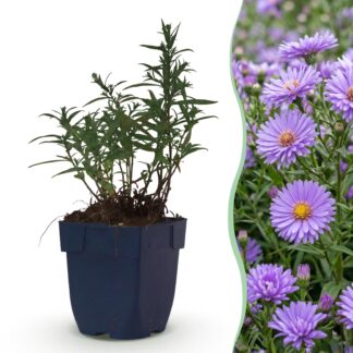 Green boutiQ - Plante vivace - Aster (D) Méditerranée - Aster de mer - Attire les abeilles et les papillons - Violet - 12 Plantes - Pot 11cm - Hauteur 15-25cm