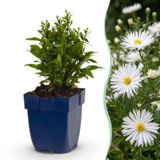 Green boutiQ - Plante vivace - Aster (D) Schneekissen - Aster maritime - Attire les abeilles et les papillons - Blanc - 12 Plantes - Pot 11cm - Hauteur 15-25cm
