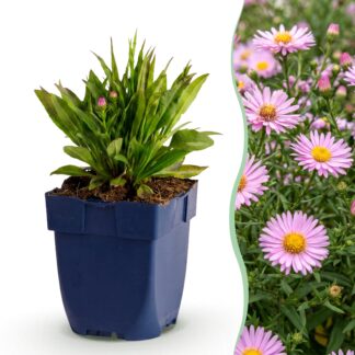Green boutiQ - Plante vivace - Aster Wood's Pink - Spirée - Attire les abeilles et les papillons - Rose - 12 Plantes - Pot 11cm - Hauteur 15-25cm