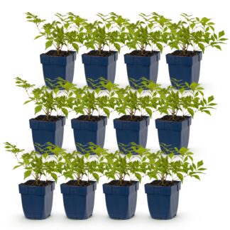 Green boutiQ - Plante vivace - Astilbe (J) Deutschland - Spiraea des marais - Ombre - Blanc - 12 Plantes - Pot 11cm - Hauteur 15-25cm