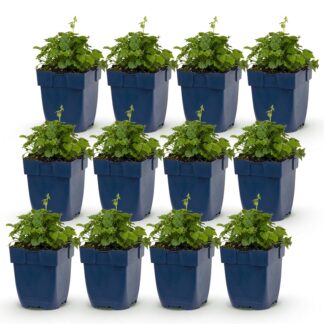 Green boutiQ - Plante vivace - Campanula posch. Lisduggan Variety - Gant de cour - Couvrant de sol - Blanc - 12 Plantes - Pot 11cm - Hauteur 15-25cm