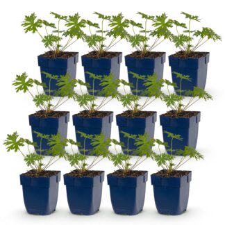 Green boutiQ - Plante vivace - Géranium Johnson's Blu - Erodium - Couverture de sol - Bleu - 12 Plantes - Pot 11cm - Hauteur 15-25cm