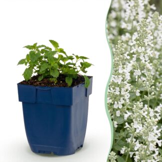 Green boutiQ - Plante vivace - Nepeta faassenii Snowflake - Herbe aux chats - Attire abeilles et papillons - Blanc - 12 Plantes - Pot 11cm - Hauteur 15-25cm