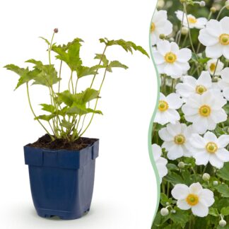 Green boutiQ - Plante vivace - Anemone hybr. Hon. Jobert - Anémone d'automne - Ombre - Blanc - 24 Plantes - Pot de 11 cm - Hauteur 15-25 cm