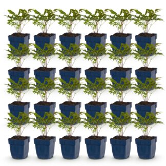 Green boutiQ - Plante vivace - Astilbe (A) Fanal - Spirée en panicule - Ombre - Rouge - 24 Plantes - Pot 11cm - Hauteur 15-25cm