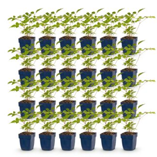 Green boutiQ - Plante vivace - Astilbe (J) Europa - Spirée de Chine - Ombre - Rose - 24 Plantes - Pot 11cm - Hauteur 15-25cm