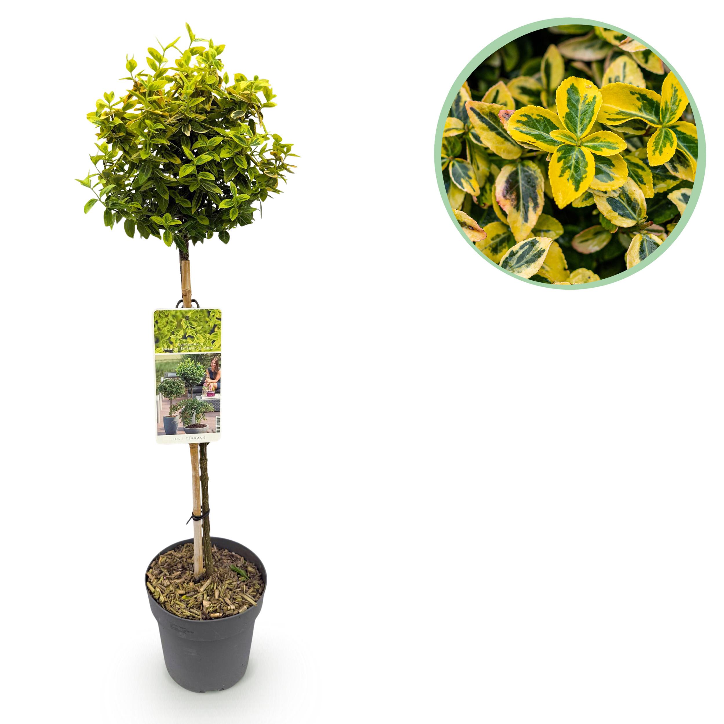 Green boutiQ – Plant op Stam – Euonymus fortunei Emerald n Gold – Terras Plant – Bladhoudend – Winterhard – Groen-Geel Blad – Pot 19cm Hoogte 90cm