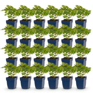 Green boutiQ - Plante vivace - Astilbe chin. Pumila - Spirea en panicule - Ombre - Violet - 24 Plantes - Pot 11cm - Hauteur 15-25cm