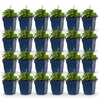 Green boutiQ - Plante vivace - Campanula posch. Lisduggan Variety - Gant de cour - Couvrant de sol - Blanc - 24 Plantes - Pot 11cm - Hauteur 15-25cm