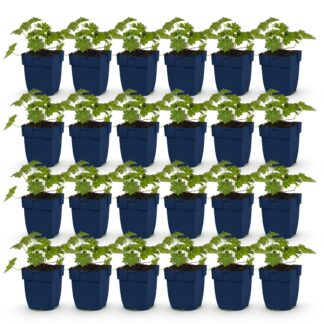 Green boutiQ - Plante vivace - Géranium 'Rozanne' - Erodium - Couvrant de sol - Bleu - 24 Plantes - Pot 11cm - Hauteur 15-25cm