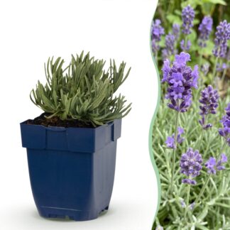 Green boutiQ - Perennial - Lavandula ang. Dwarf Blu - Lavender - Fragrant - Purple - 6 Plants - Pot 11cm - Height 15-25cm