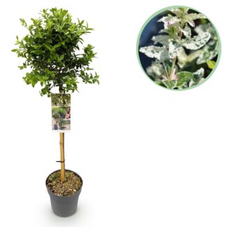 Green boutiQ - Plant op Stam - Euonymus fortunei Harlequin - Terras Plant - Bladhoudend - Winterhard - Groen-Bianco Blad - Pot 19cm Hoogte 90cm