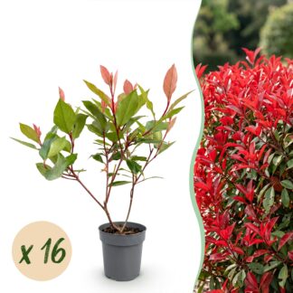 Green boutiQ - 16x Photinia fraseri Little Red Robin - Glossy Mispel - Hedge Plants - Evergreen - Red - Pot 9cm - Height 25-35cm