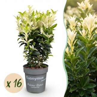 Green boutiQ - 16x Euonymus japonica Paloma Blanca - Spindle - Hedge Plants - Evergreen - Green - Bianco - Pot 9cm - Height 20-30cm