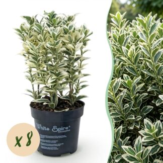 Green boutiQ - 8x Euonymus japonicus Bianco Spire - Spindle Tree - Hedge Plants - Evergreen - Bianco - Green - Pot 9cm - Height 20-30cm