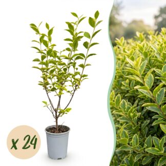 Green boutiQ - 24x Ligustrum ovalifolium Aureum - Variegated Privet - Hedge Plants - Evergreen - Variegated - Pot 9cm - Height 35-45cm