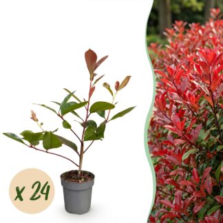 Green boutiQ - 24x Photinia fraseri Red Robin - Glossy Mispel - Hedge Plants - Evergreen - Red - Pot 9cm - Height 25-35cm