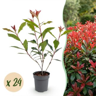 Green boutiQ - 24x Photinia fraseri Carre Rouge - Glossy Mispel - Hedge Plants - Evergreen - Red - Pot 9cm - Height 25-35cm