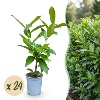 Green boutiQ - 24x Prunus laur. Novita - Cherry Laurel - Hedge Plants - Evergreen - Green - Pot 9cm - Height 25-35cm