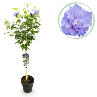 Green boutiQ - Tuinplant - Hibiscus syriacus Blu Chiffon® - Plant op stam - Terras Plant - Bladverliezend - Weinig Onderhoud - Pot 19cm Hoogte 90cm