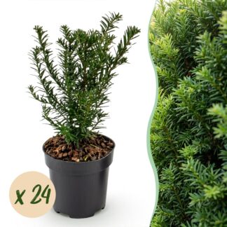 Green boutiQ - 24x Taxus baccata - Yew - Hedge Plants - Evergreen - Green - Pot 9cm - Height 20-30cm