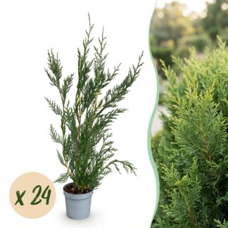 Green boutiQ - 24x Cupressocyparis leylandii 2011 - Leylandii - Hedge Plants - Evergreen - Green - Pot 9cm - Height 30-40cm