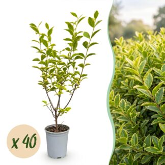Green boutiQ - 40x Ligustrum ovalifolium Aureum - Variegated Privet - Hedge Plants - Evergreen - Variegated - Pot 9cm - Height 35-45cm