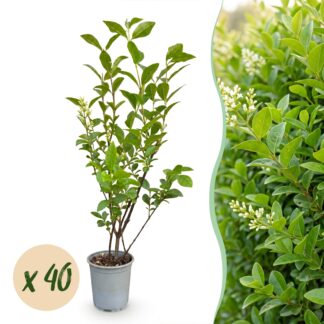 Green boutiQ - 40x Ligustrum ovalifolium - Common Privet - Hedge Plants - Evergreen - Green - Pot 9cm - Height 35-45cm