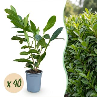 Green boutiQ - 40x Prunus laur. Caucasica - Cherry Laurel - Hedge Plants - Evergreen - Green - Pot 9cm - Height 25-35cm