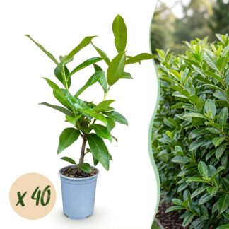 Green boutiQ - 40x Prunus laur. Novita - Cherry Laurel - Hedge Plants - Evergreen - Green - Pot 9cm - Height 25-35cm