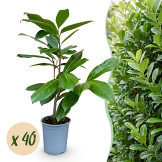 Green boutiQ - 40x Prunus laur. Rotundifolia - Cherry Laurel - Hedge Plants - Evergreen - Green - Pot 9cm - Height 25-35cm