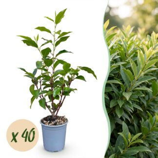 Green boutiQ - 40x Prunus lusitanica Angustifolia - Portuguese Laurel - Hedge Plants - Evergreen - Green - Pot 9cm - Height 25-35cm