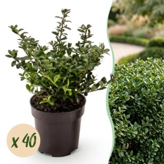Green boutiQ - 40x Ilex crenata Stokes - Japanese Holly - Hedge Plants - Evergreen - Green - Pot 9cm - Height 20-30cm