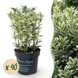 Green boutiQ - 40x Euonymus japonicus Bianco Spire - Spindle Tree - Hedge Plants - Evergreen - Bianco - Green - Pot 9cm - Height 20-30cm