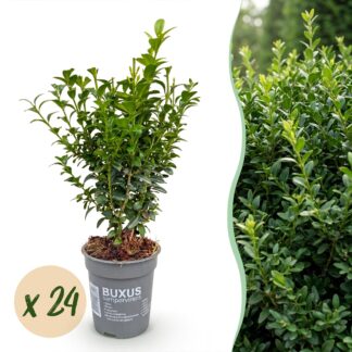 Green boutiQ - 24x Buxus sempervirens - Palm Tree - Hedge Plants - Evergreen - Green - Pot 9cm - Height 20-25cm