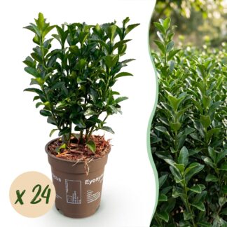 Green boutiQ - 24x Euonymus japonica Green Spire - Spindle Tree - Hedge Plants - Evergreen - Green - Pot 9cm - Height 20-25cm