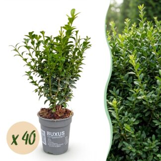 Green boutiQ - 40x Buxus sempervirens - Palm Tree - Hedge Plants - Evergreen - Green - Pot 9cm - Height 20-25cm