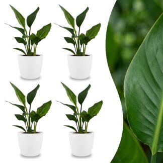 Green boutiQ - Strelitzia Reginea - Bird of Paradise - 4 Plants - Biancoh Bianco Pot - Pot 12cm - Height - 35cm