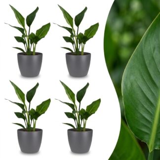 Green boutiQ - Strelitzia Reginea - Bird of Paradise - 4 Plants - Biancoh Potter Grijs - Pot 12cm - Height 35cm